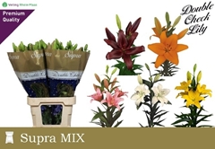 Lily La Mixed 90cm 5+