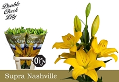 Lily La Nashville 90cm 5+