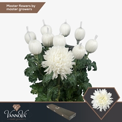 Chrysanth Single Antonov 75cm 105gr.