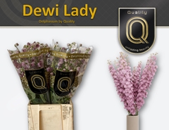 Delphinium Double Dewi Lady 60cm