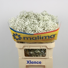 Gypsophila Paniculata Xlence 75cm 40gr.