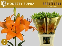 Lily La Honesty 95cm 5+