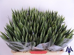 Iris Blue Magic 52cm 23gr.