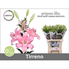 Lily La Tirreno 85cm 3+