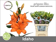 Lily La Idaho 90cm 5+