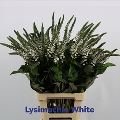 Lysimachia Elisabeth 80cm