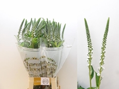Lysimachia Moonlight 80cm