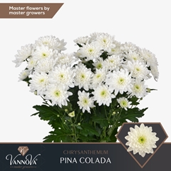 Chrysanth Spray Pina Colada 70cm 100gr.