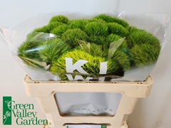 Dianthus Barb Kiwi Mellow 50cm