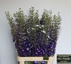 Delphinium Double Elm Freude 100cm