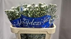 Aster Cassy 75cm 20gr.
