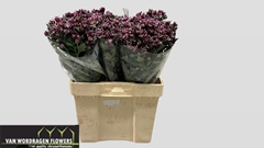 Chrysanth Spray Bolte 55cm 45gr.