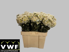 Chrysanth Spray Altaj 55cm 50gr.