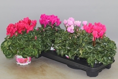 Cyclamen Super Serie Xl 13Ø 30cm