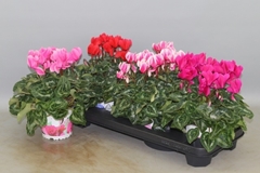 Cyclamen Super Serie Xl 13Ø 30cm