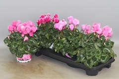 Cyclamen Super Serie Xl 13Ø 30cm