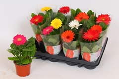 Gerbera Colourgame Mix 9Ø 20cm
