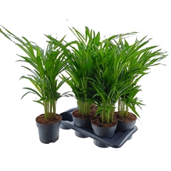 Dypsis Lutescens 17Ø 75cm
