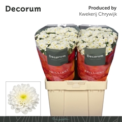 Chrysanth Santini Cash 55cm 52gr.