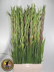 Gladiolus Mixed Per Bunch 100cm 140gr.