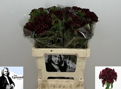 Dianthus Barb Queen Breanthus 60cm