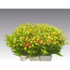 Helenium Autumn Fire 60cm