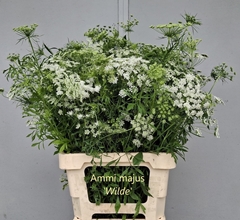 Ammi Majus 70cm