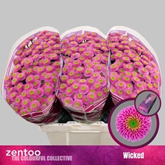 Chrysanth Santini Wicked 55cm 48gr.