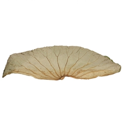 Dried Articles Lotus Blad 60*35cm X10