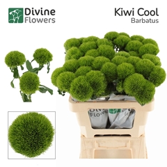 Dianthus Barb Kiwi Mellow Cool 55cm