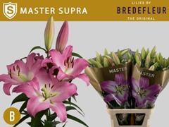 Lily Oriental Master 100cm 5+