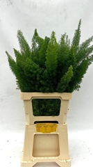 Asparagus Densiflorus Myers 70cm