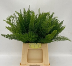 Asparagus Densiflorus Myers 50cm