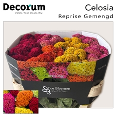 Celosia Reprise Mix 72cm