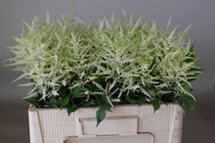 Astilbe Washington 55cm