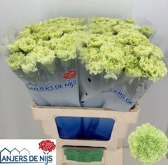 Dianthus Single Goblin 60cm