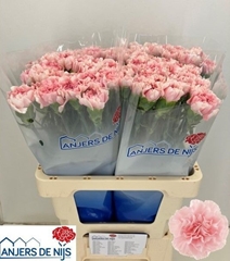 Dianthus Single Noosa+ 55cm