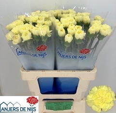 Dianthus Single Kiro 55cm