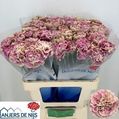 Dianthus Single Antigua 55cm