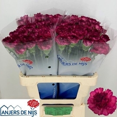 Dianthus Single Puprle Storm+ 60cm