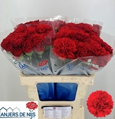 Dianthus Single Don Carlos 60cm