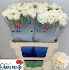 Dianthus Single White Liberty 55cm