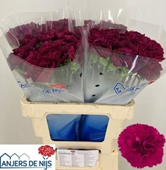 Dianthus Single Yukari Violet 60cm