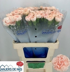 Dianthus Single Noviado 60cm