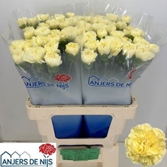 Dianthus Single Liberty 55cm
