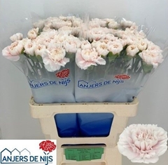 Dianthus Single Altair 55cm