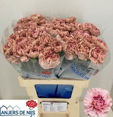 Dianthus Single Happy Chery 60cm