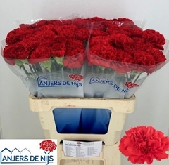 Dianthus Single Mendoza+ 55cm