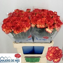 Dianthus Single Zenit 60cm