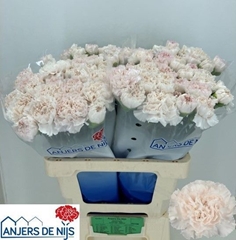 Dianthus Single Moon Golem 55cm